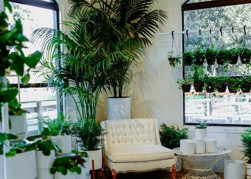 Best-indoor-trees